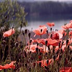 fotovario: Mohn am See